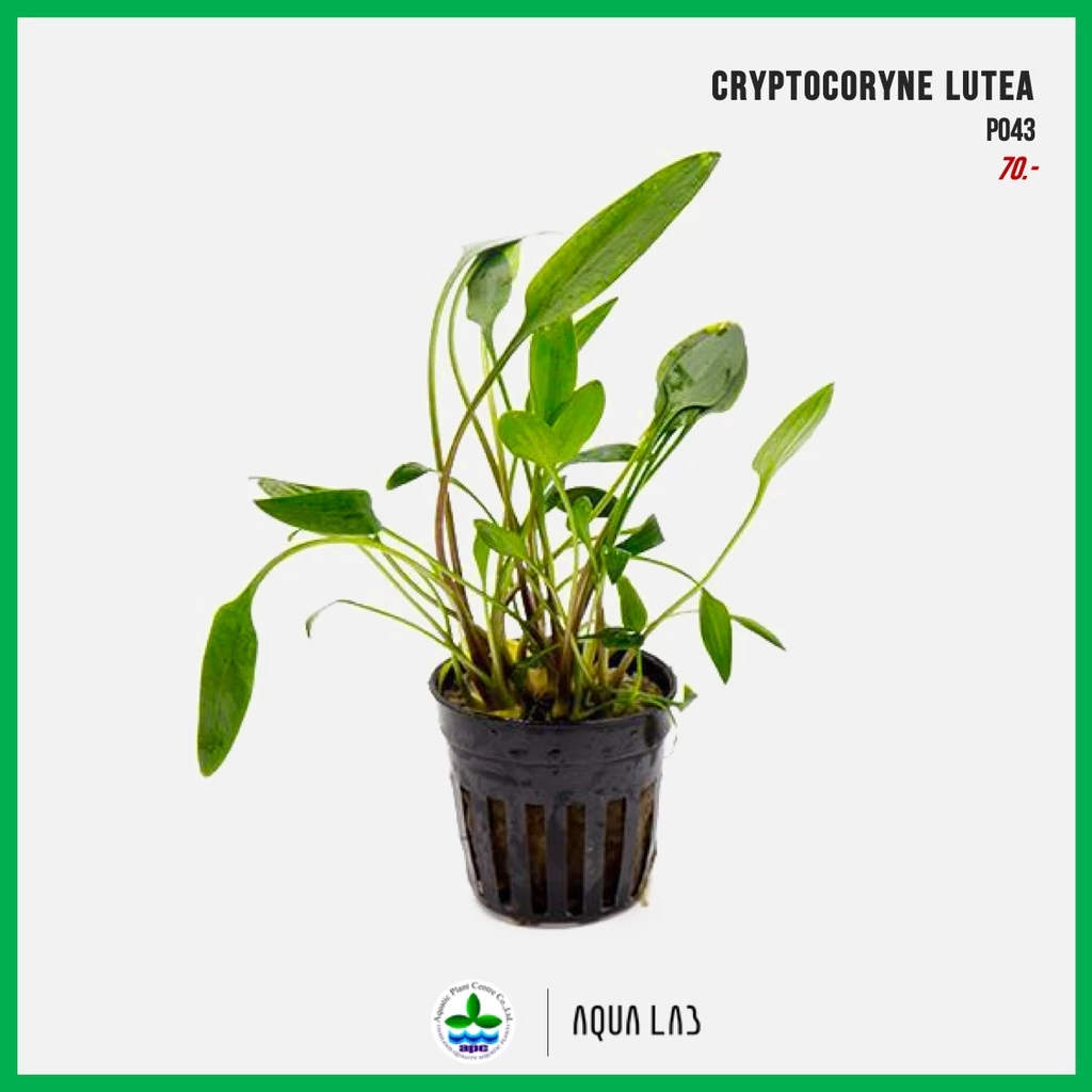 [APC] Cryptocoryne lutea (คริปลูเทีย) [ไม้น้ำ - Aquatic Plants]
