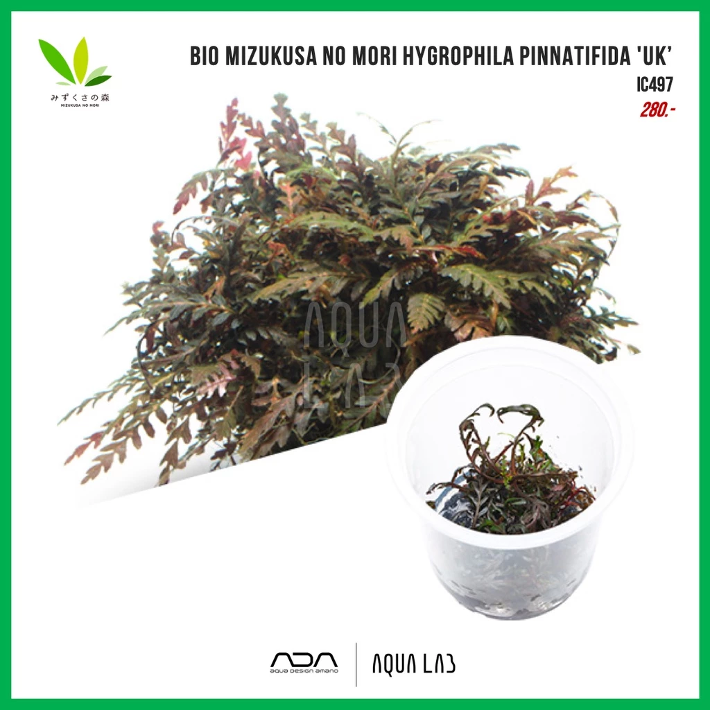 BIO Hygrophila pinnatifida 'UK’ (ไมยราพอินเดีย) [ไม้น้ำ - Aquatic Plant] IC497