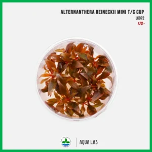 [APC] Alternanthera reineckii mini (เรนิกี้มินิ) [ไม้น้ำ - Aquatic Plants] LC972