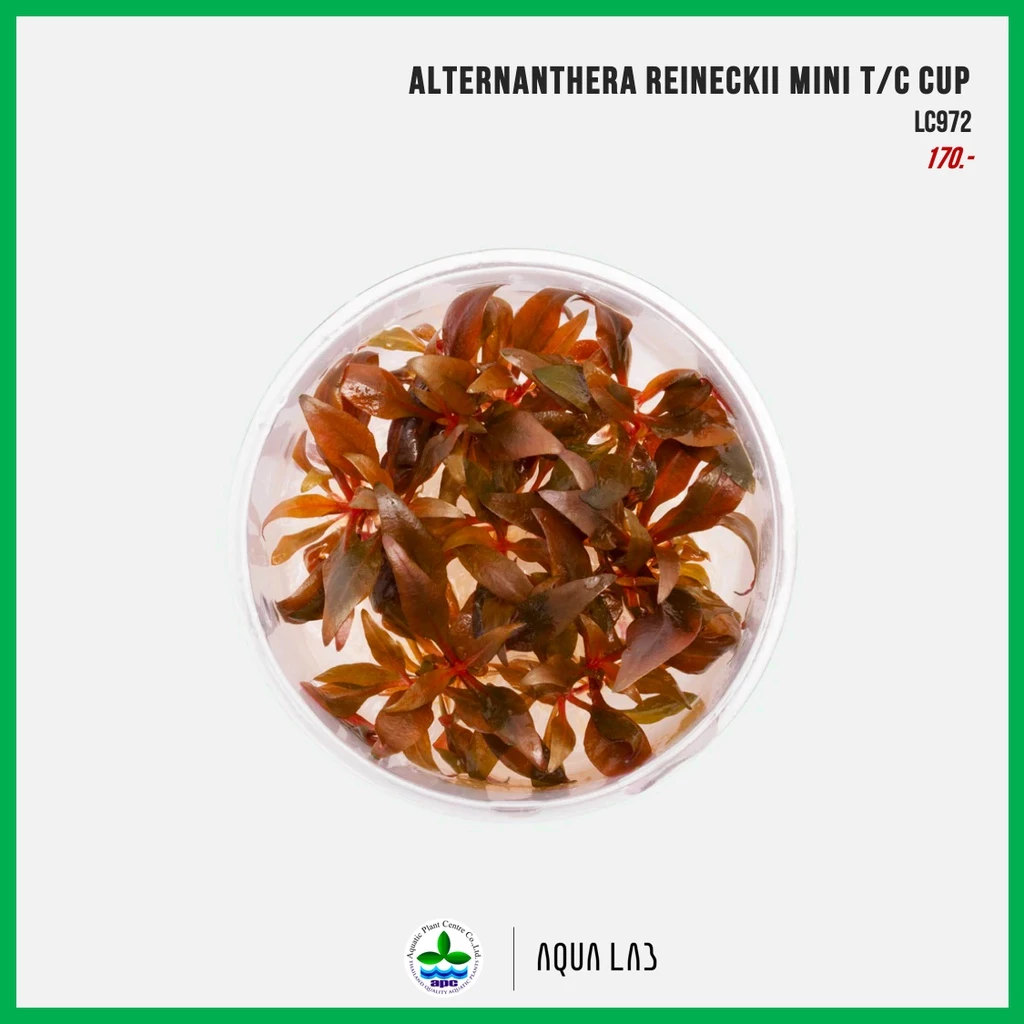 [APC] Alternanthera reineckii mini (เรนิกี้มินิ) [ไม้น้ำ - Aquatic Plants] LC972