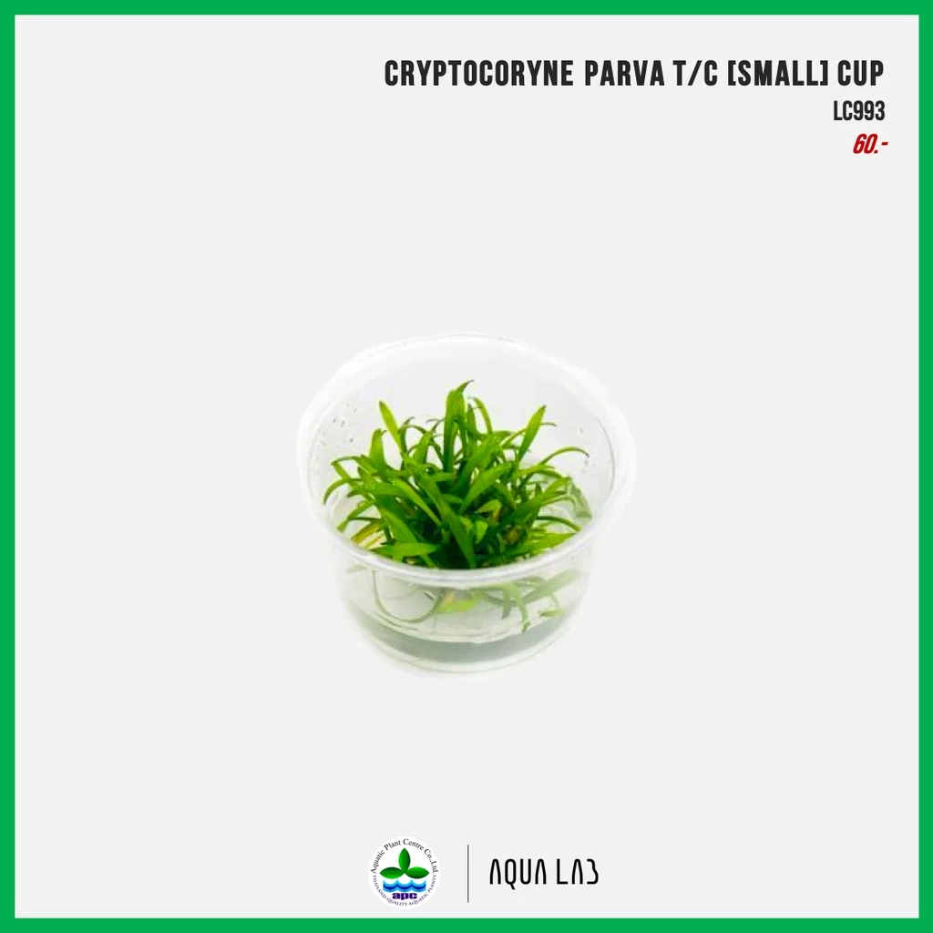 [APC] Cryptocoryne parva [Small] CUP (คริปพาว่า) [ไม้น้ำ - Aquatic Plant] LS993