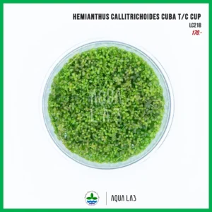 [APC] Hemianthus (Micranthemum) callitrichoides Cuba (หวีดจิ๋ว) [ไม้น้ำ - Aquatic Plant] LC218