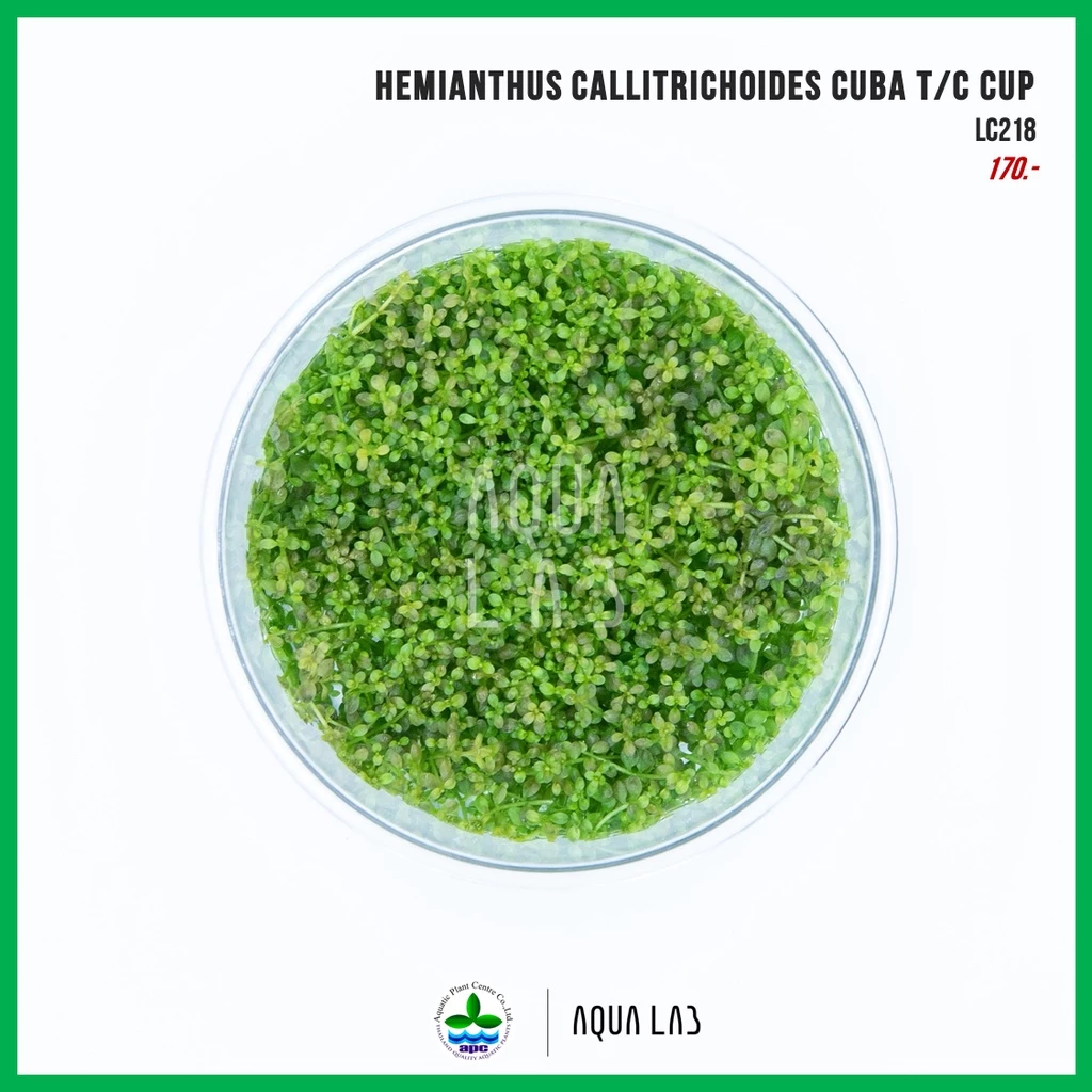[APC] Hemianthus (Micranthemum) callitrichoides Cuba (หวีดจิ๋ว) [ไม้น้ำ - Aquatic Plant] LC218