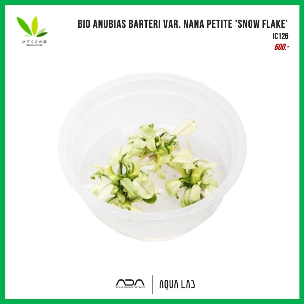 BIO Anubias barteri var. nana 'Petite Snow Flake’ (อนูเบียสสโนวเฟลค) [ไม้น้ำ - Aquatic Plant]