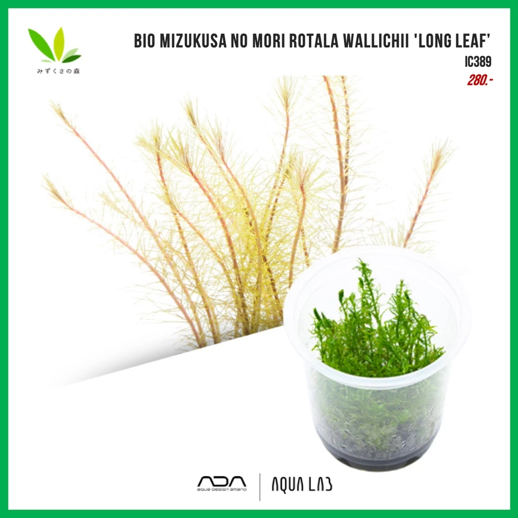 BIO Rotala wallichii 'long leaf’ (โรทาล่าวัลลิชี่ใบยาว) [ไม้น้ำ - Aquatic Plant]