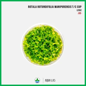 [APC] Rotala rotundifolia manipurensis (โรทาล่ามณีปุระ) [ไม้น้ำ - Aquatic Plants] LC552