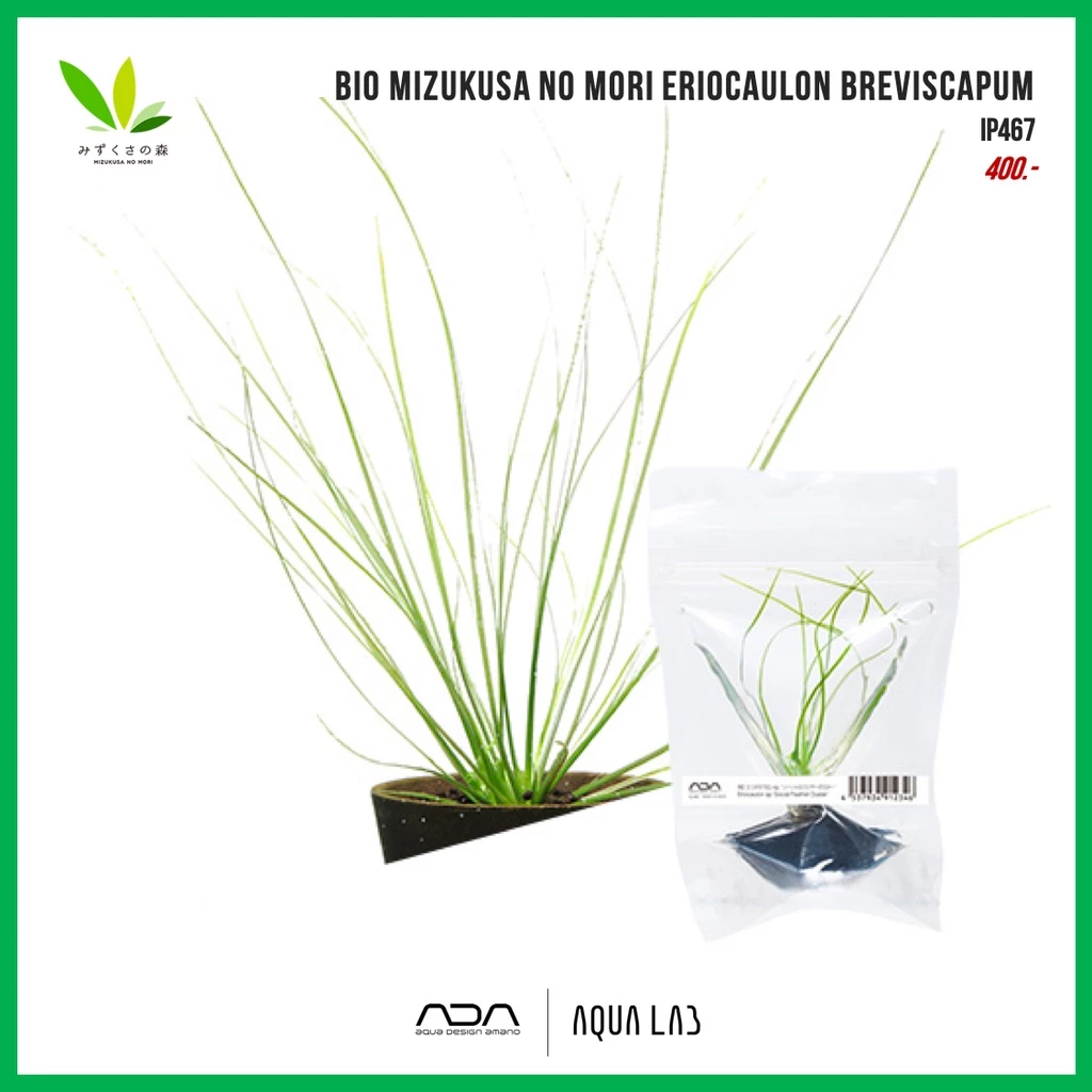 BIO Mizukusa no Mori Eriocaulon breviscapum [ไม้น้ำ- Aquatic Plant]