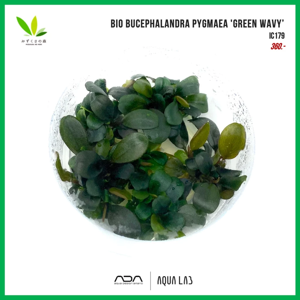 BIO Bucephalandra pygmaea 'Green wavy’ [ไม้น้ำ - Aquatic Plant]