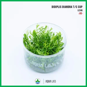 [APC] Didiplis diandra (ดิดิพลิส) [ไม้น้ำ - Aquatic Plant] LC245