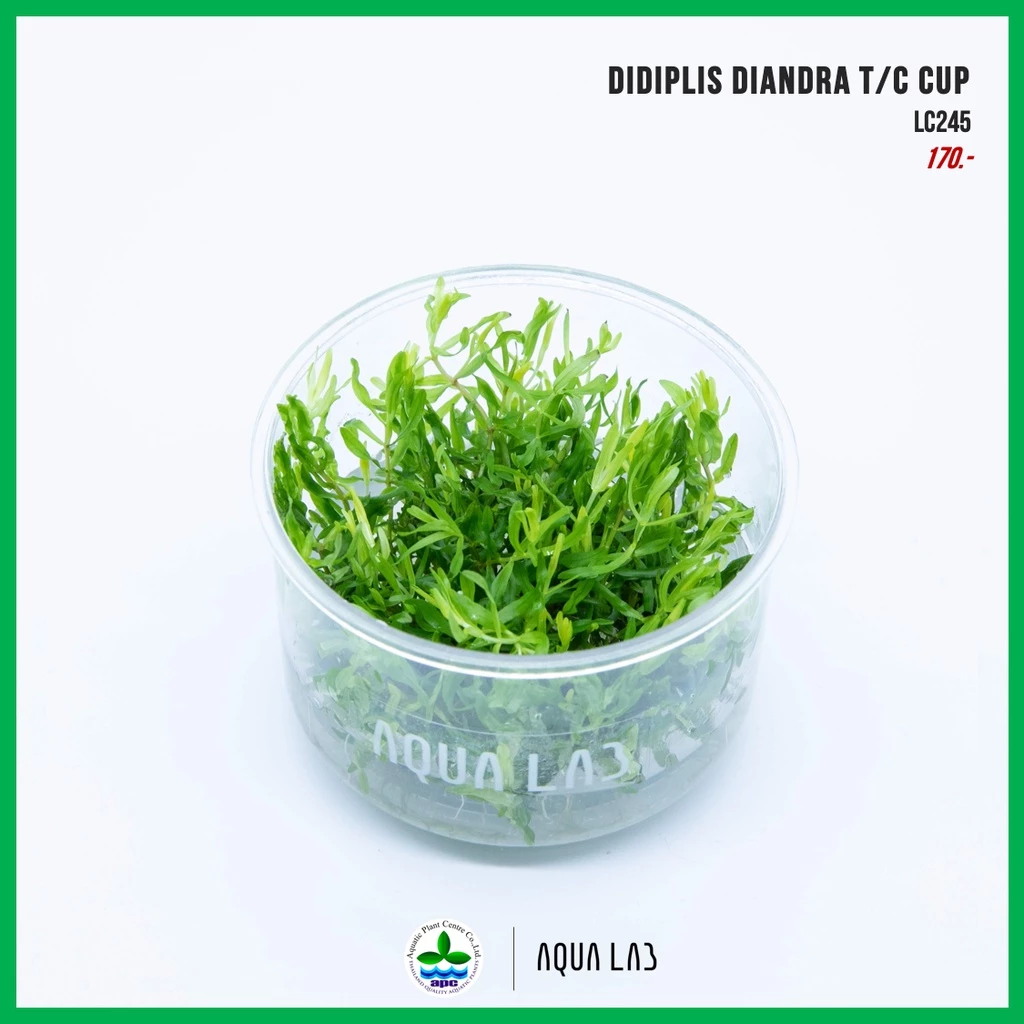 [APC] Didiplis diandra (ดิดิพลิส) [ไม้น้ำ - Aquatic Plant] LC245