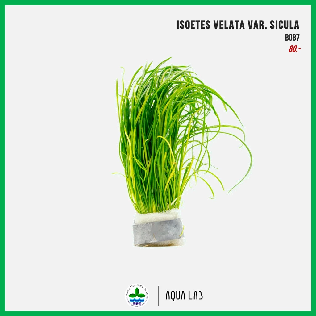 [APC] Isoetes velata var. sicula (ไอโซเตสเวตาล่า) [ไม้น้ำ - Aquatic Plant]