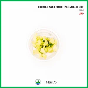 [APC] Anubias nana pinto T/C [SMALL] CUP (อนูเบียสพินโต้) [ไม้น้ำ - Aquatic Plant] LS514