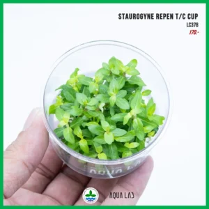 [APC] Staurogyne repen (ไฮโกรใบมน) [ไม้น้ำ - Aquatic Plants] LC378