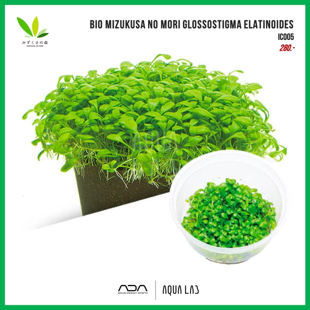 BIO Mizukusa no Mori Glossostigma elatinoides (กรอสโซ) - [ไม้น้ำ - Aquatic Plant]