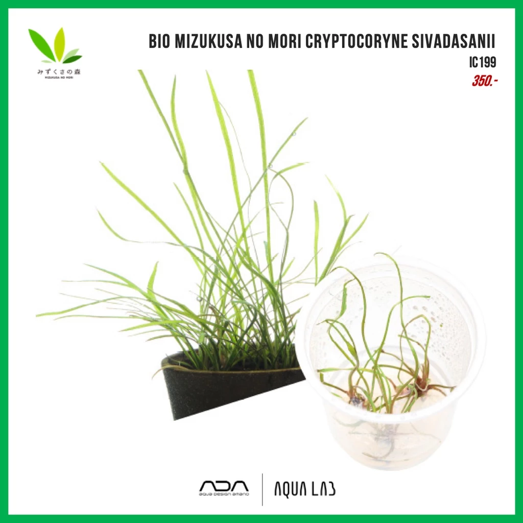 BIO Cryptocoryne sivadasanii [ไม้น้ำ - Aquatic Plant] IC199