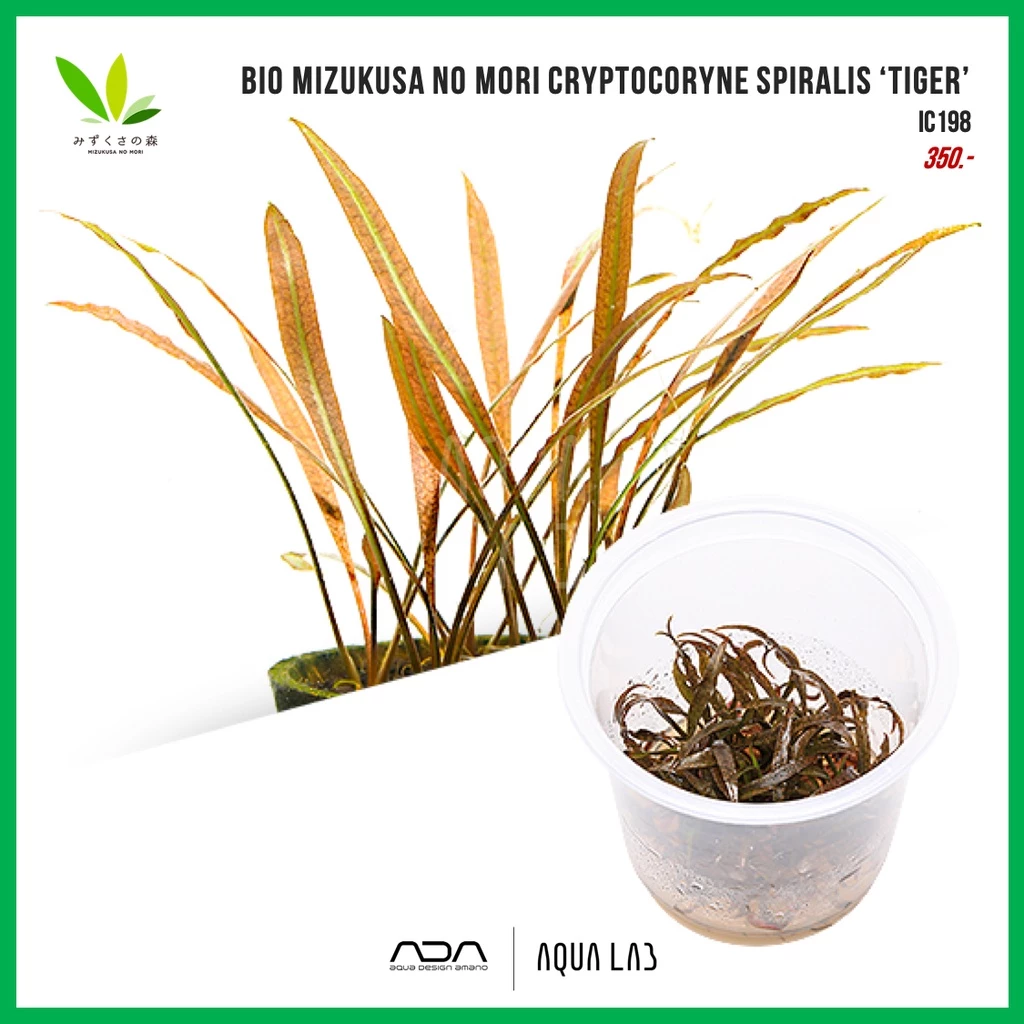 BIO Mizukusa no Mori Cryptocoryne spiralis ‘tiger’ [ไม้น้ำ - Aquatic Plant] IC198