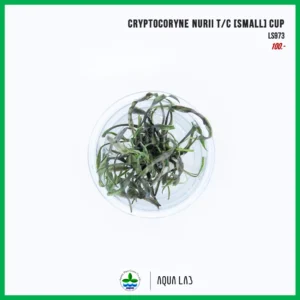 [APC] Cryptocoryne nurii (คริปนูรี่) [ไม้น้ำ - Aquatic Plant] LS973
