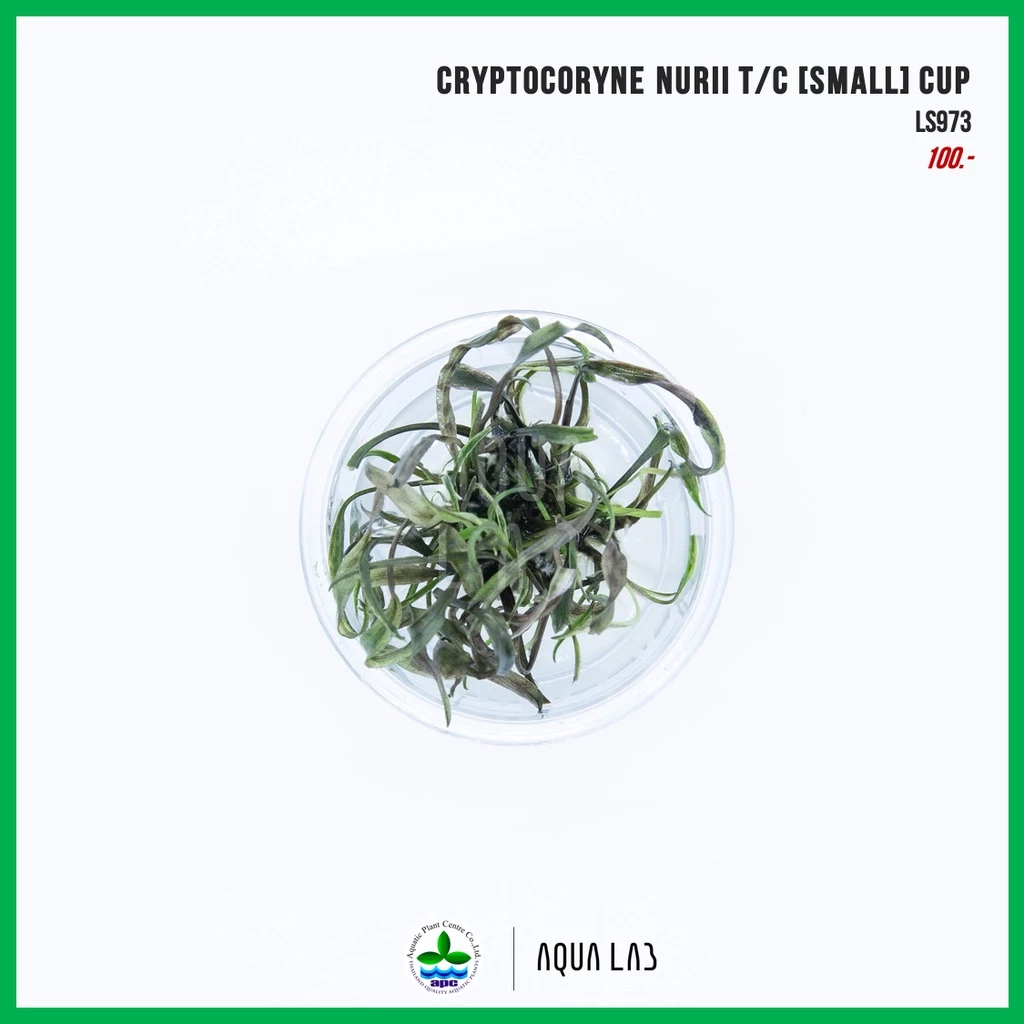 [APC] Cryptocoryne nurii (คริปนูรี่) [ไม้น้ำ - Aquatic Plant] LS973