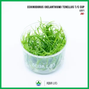 [APC] Helanthium tenellus (หญ้าเทเนลุส) [ไม้น้ำ - Aquatic Plant] LC957