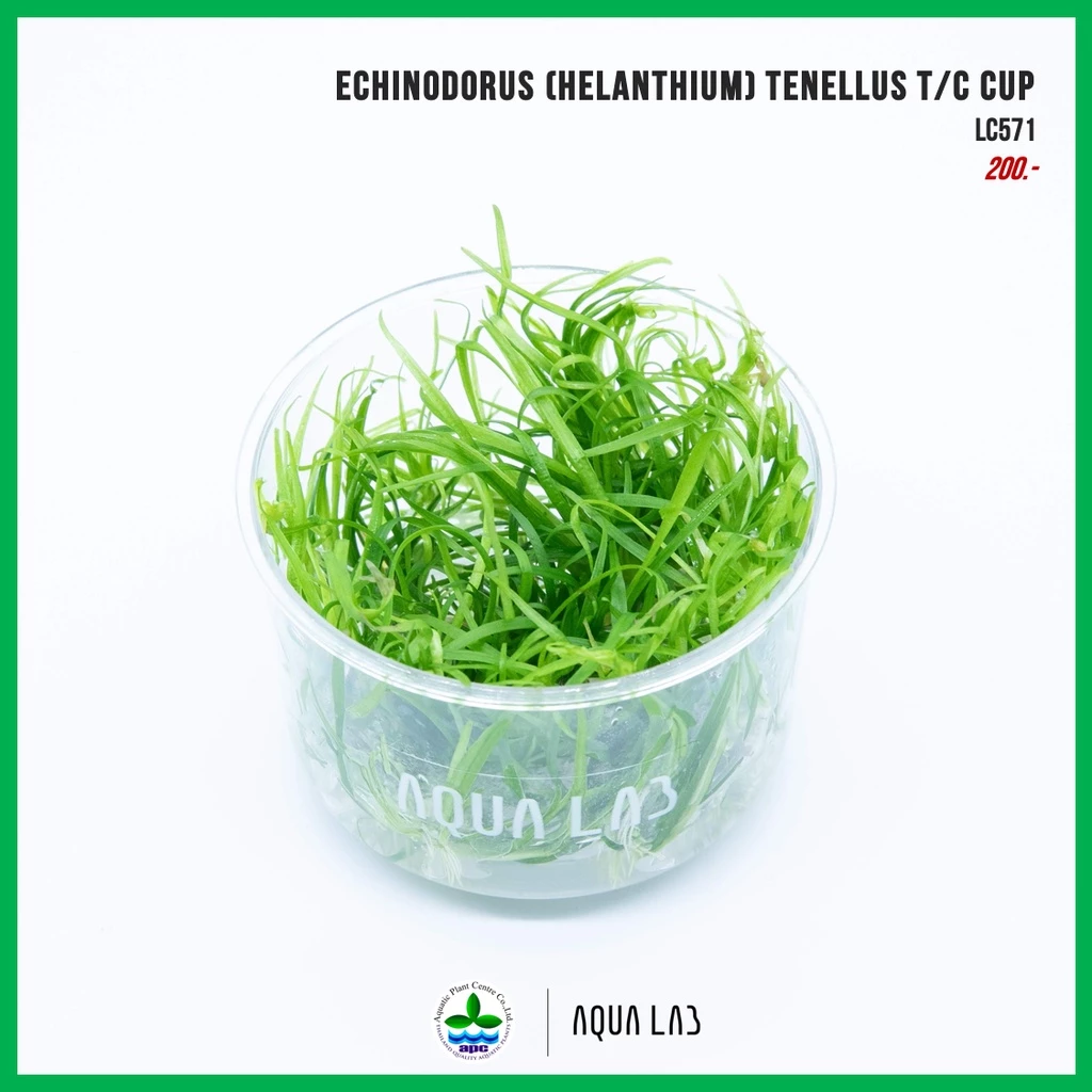 [APC] Helanthium tenellus (หญ้าเทเนลุส) [ไม้น้ำ - Aquatic Plant] LC957