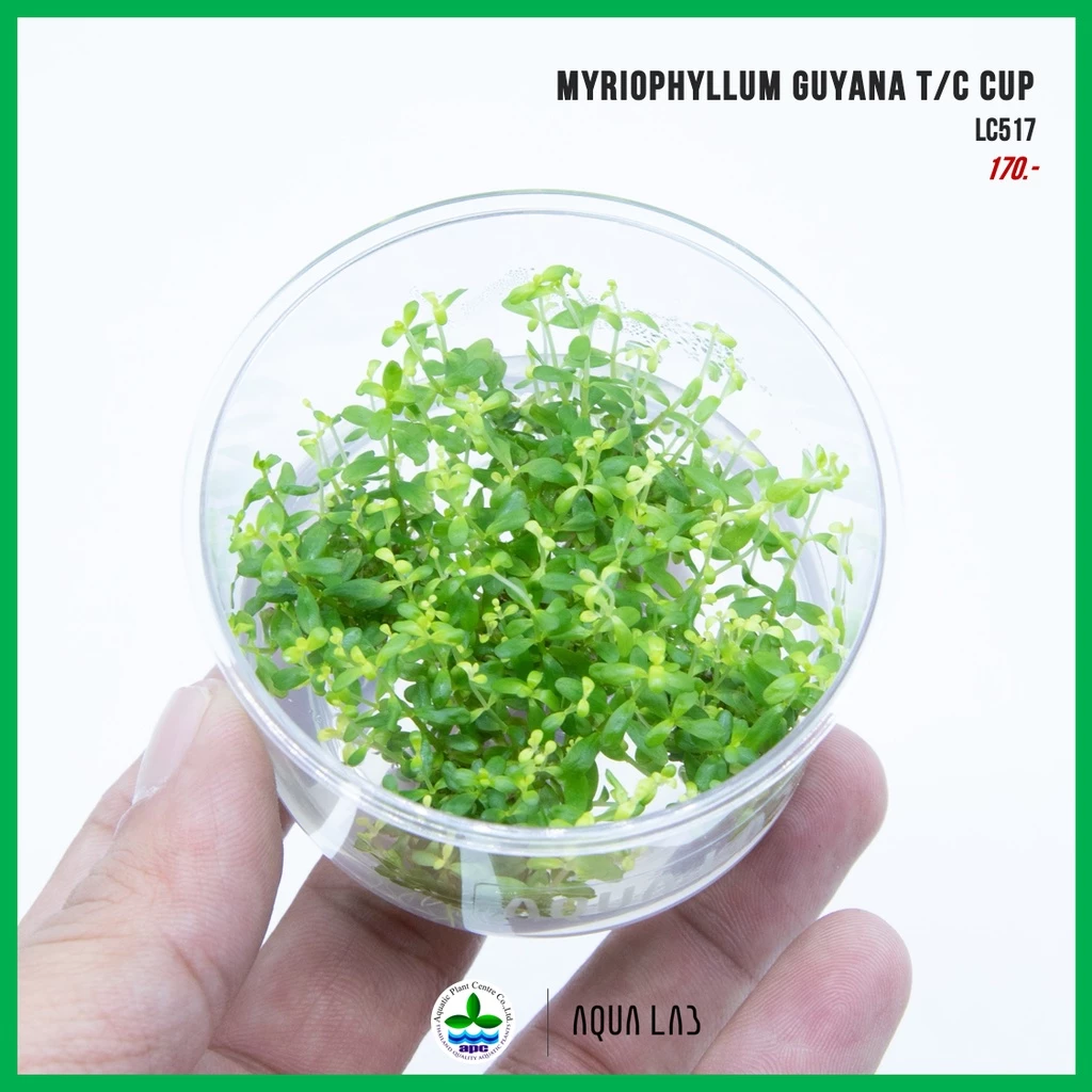 [APC] Myriophyllum guyana T/C CUP (ขนนกญี่ปุ่นแคระ) [ไม้น้ำ - Aquatic Plants] LC517
