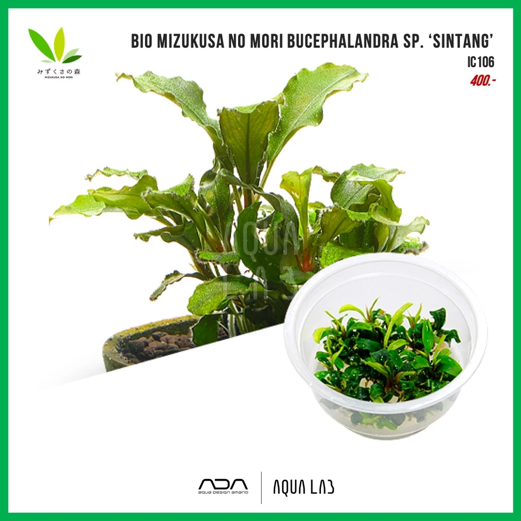BIO Mizukusa no Mori Bucephalandra sp. ‘Sintang’ [ไม้น้ำ - Aquatic Plant]