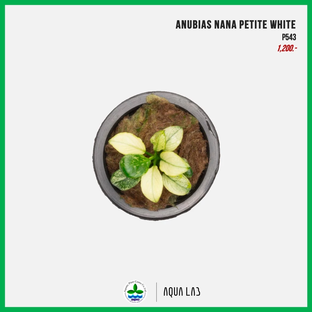 [APC] Anubias petite white (อนูเบียสแคระใบขาว) [ไม้น้ำ - Aquatic Plant]