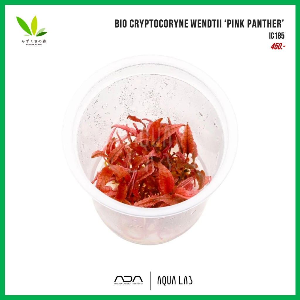 BIO Cryptocoryne wendtii ‘pink panther’ (คริปฟลามินโก้ - คริปพิงค์แพนเตอร์) [ไม้น้ำ - Aquatic Plant]
