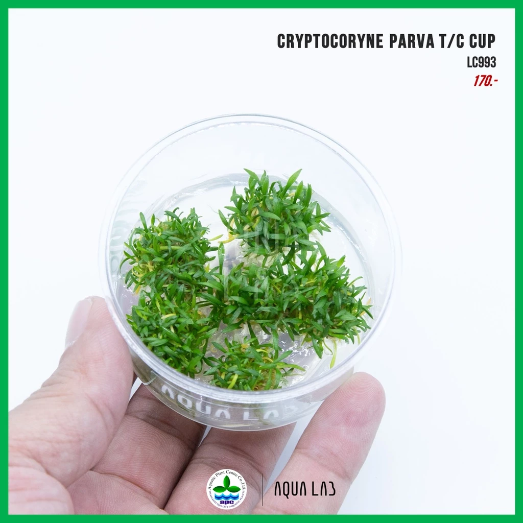 [APC] Cryptocoryne parva (คริปพาว่า) [ไม้น้ำ - Aquatic Plant] LC993