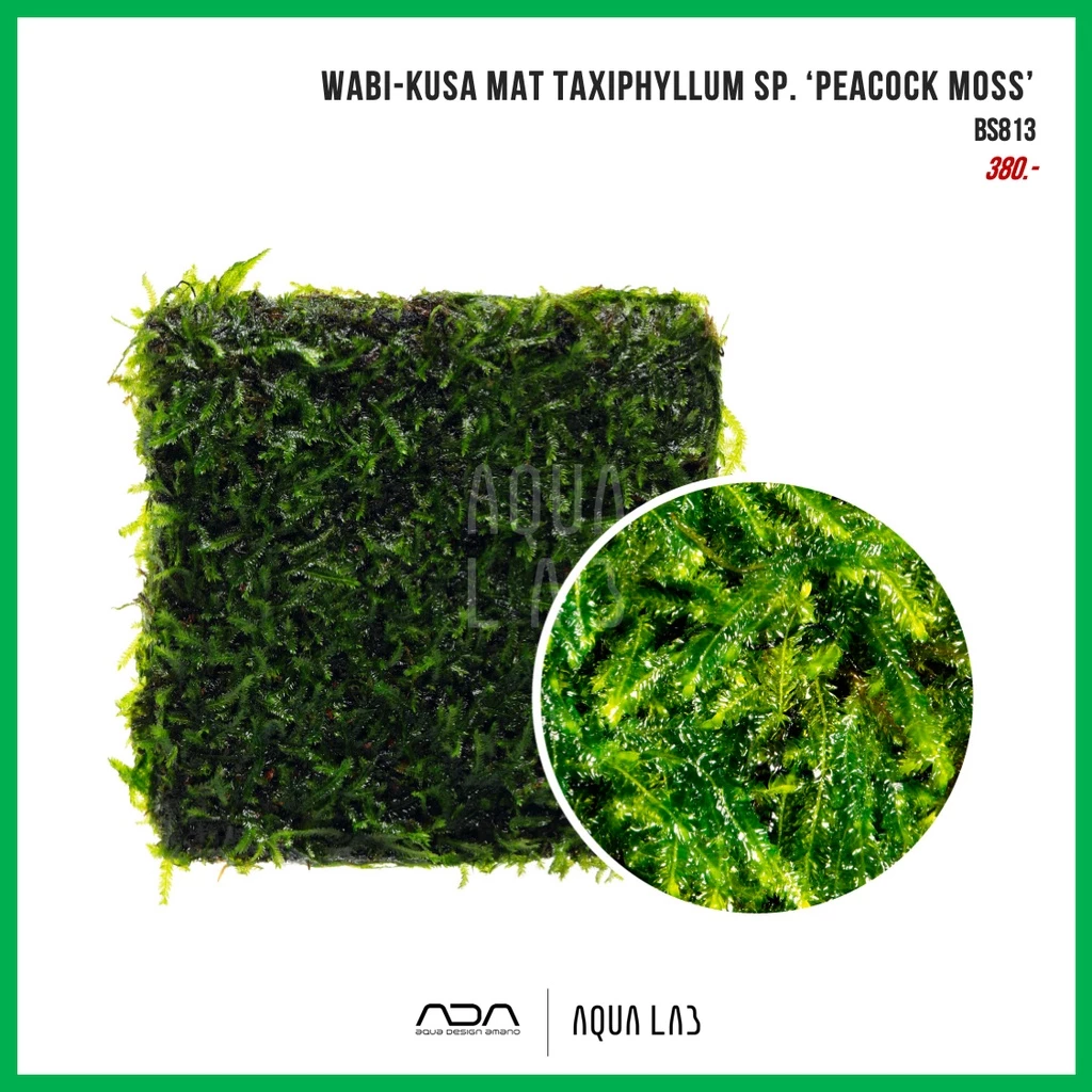 Wabi-Kusa Mat Taxiphyllum sp. ‘peacock moss’ (พีค็อกมอส) [ไม้น้ำ - Aquatic Plant]