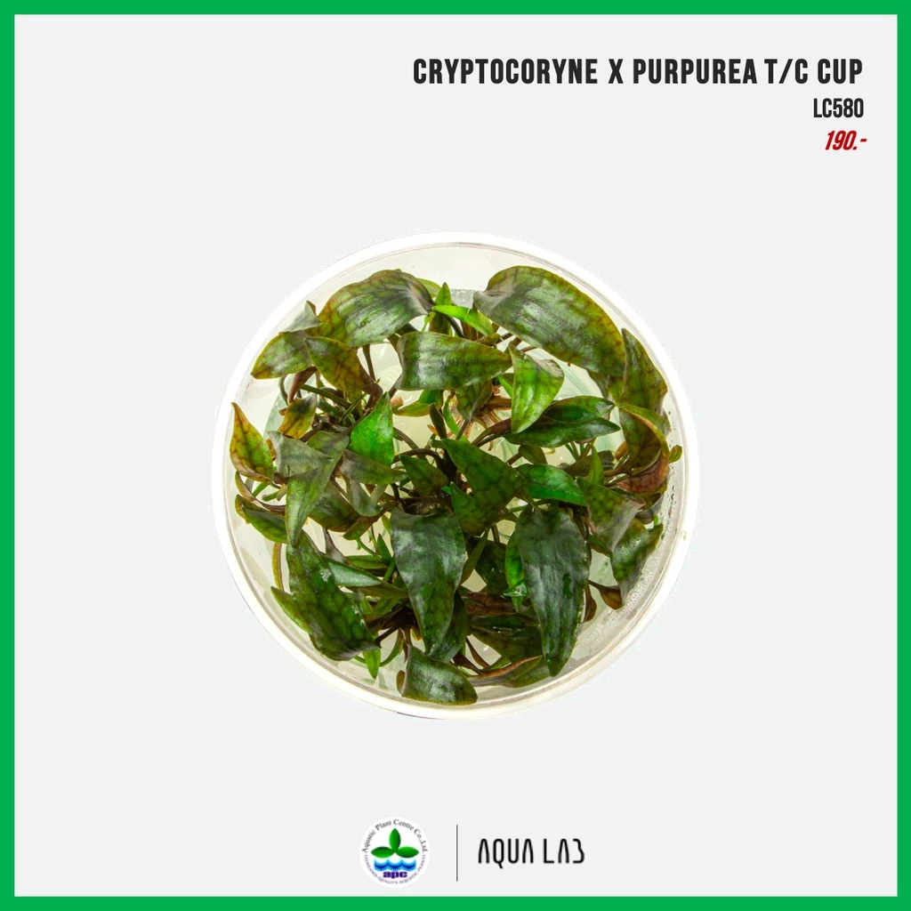 [APC] Cryptocoryne x purpurea T/C CUP (คริปเพอพูเรีย) [ไม้น้ำ - Aquatic Plant]