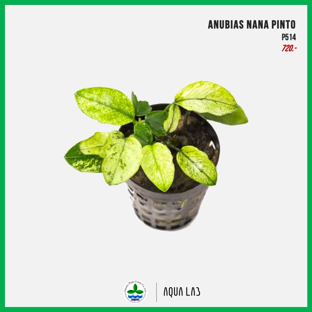 [APC] Anubias nana pinto (อนูเบียสพินโต) [ไม้น้ำ - Aquatic Plants] P514