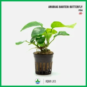 [APC] Anubias barteri butterfly (อนูเบียสบัตเตอร์ฟลาย) [ไม้น้ำ - Aquatic Plants] P354