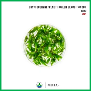 [APC] Cryptocoryne wendtii green gecko (คริปกรีนเกคโค่) [ไม้น้ำ - Aquatic Plant] LC982