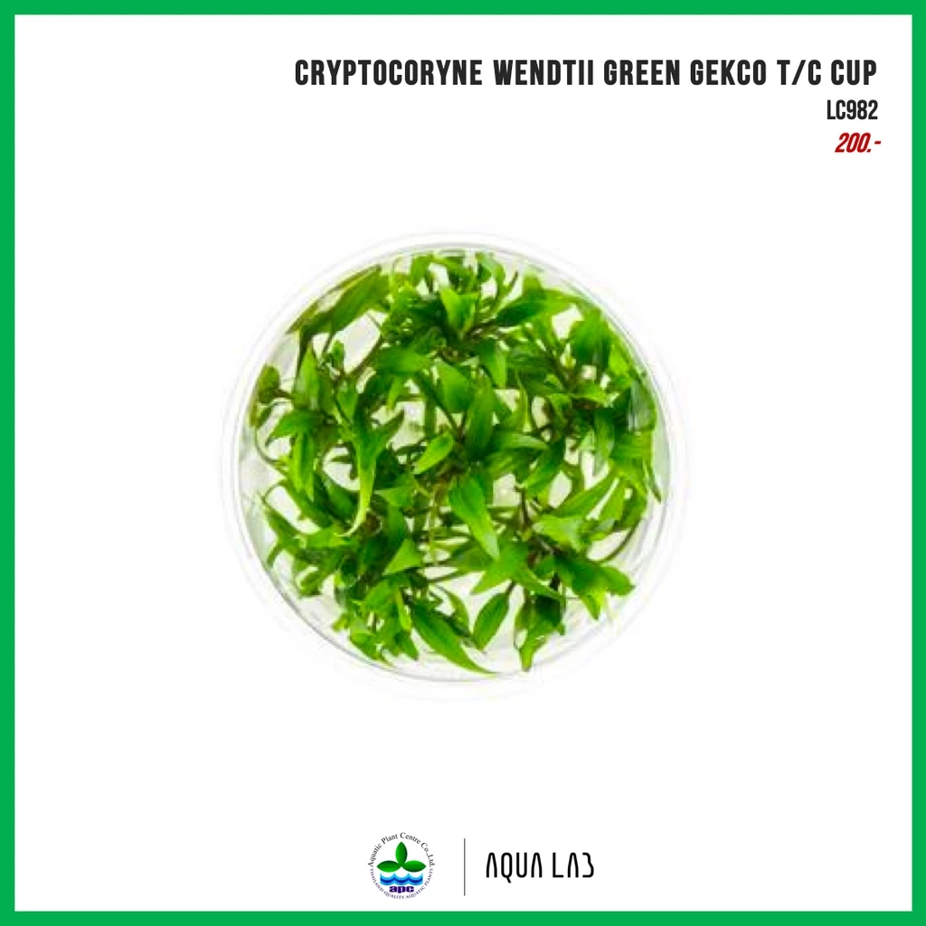 [APC] Cryptocoryne wendtii green gecko (คริปกรีนเกคโค่) [ไม้น้ำ - Aquatic Plant] LC982