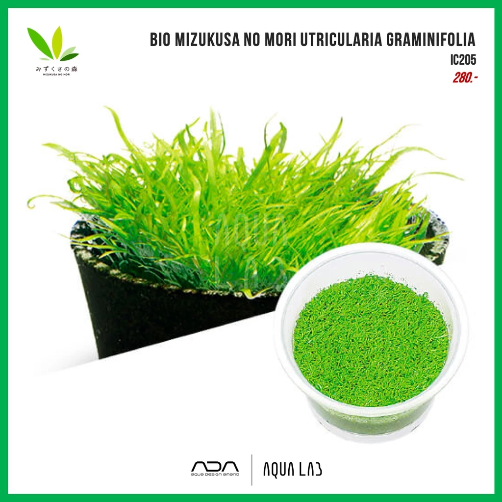 BIO Utricularia graminifolia (หญ้ากระดาษ) [ไม้น้ำ - Aquatic Plant] IC205