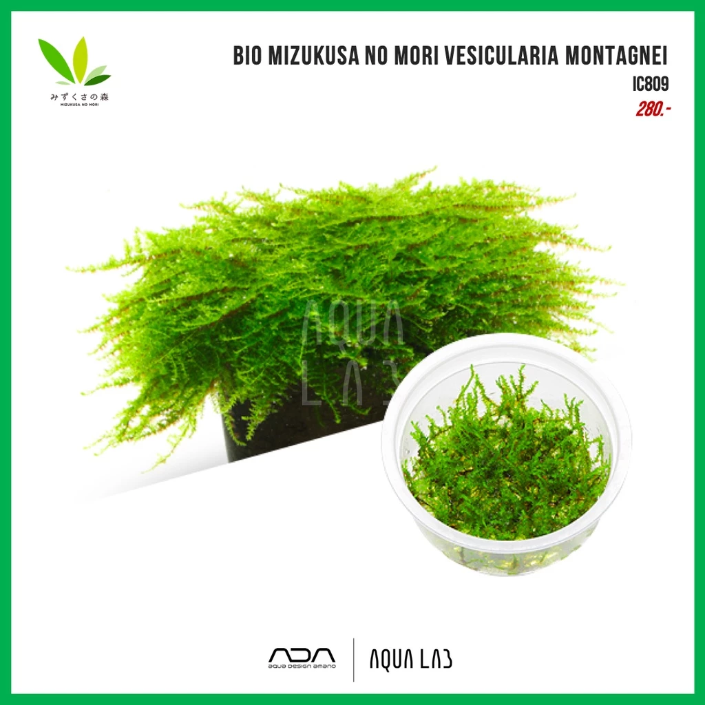 BIO Mizukusa no Mori Vesicularia montagnei (คริสมาสต์มอส) [ไม้น้ำ - Aquatic Plant]