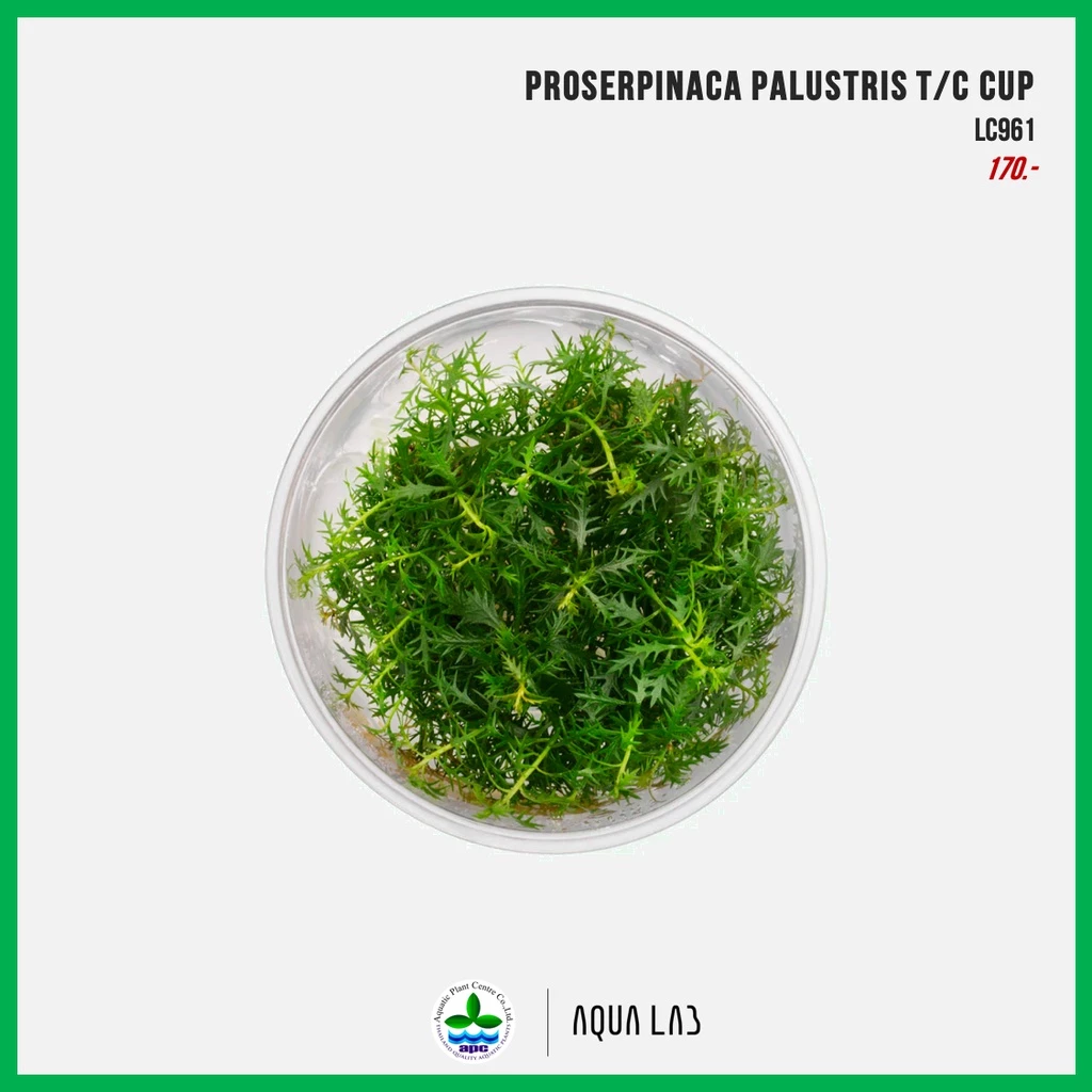 [APC] Proserpinaca palustris T/C CUP (ใบเลื่อย) [ไม้น้ำ - Aquatic Plants]