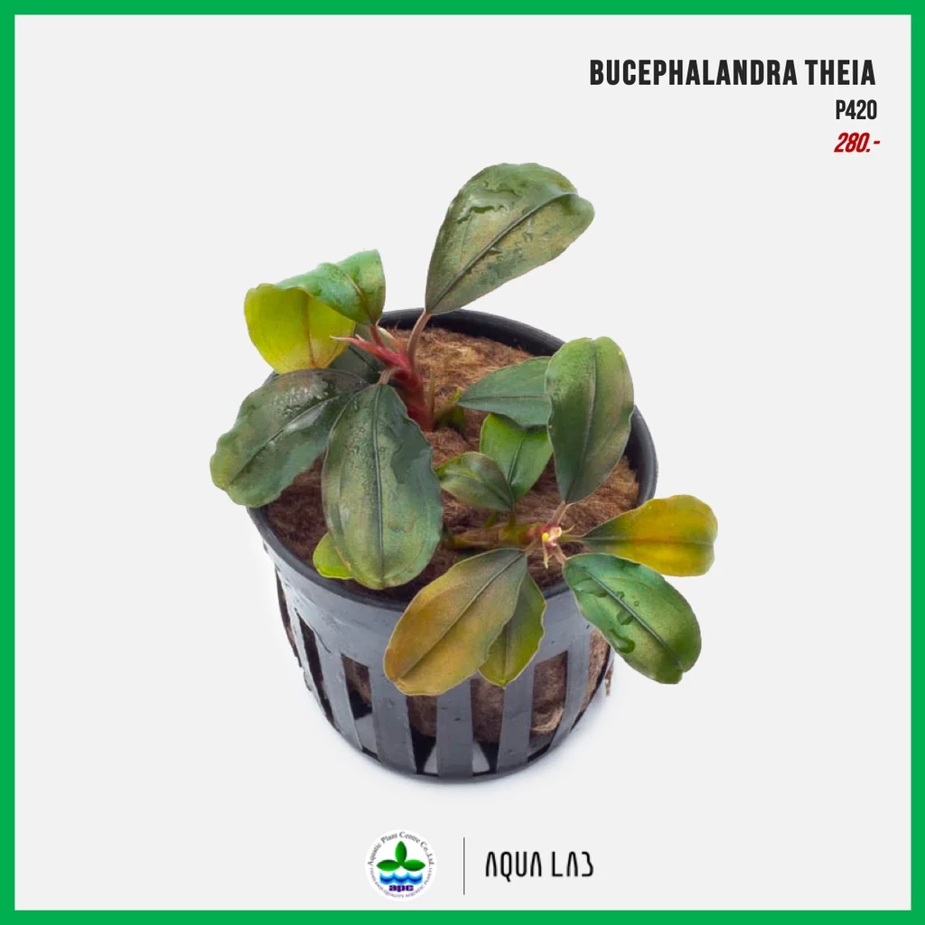 [APC] Bucephalandra theia (บูเซปเทีย) [ไม้น้ำ - Aquatic Plant] P420
