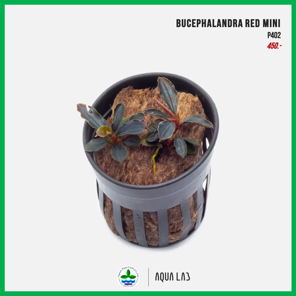 [APC] Bucephalandra red mini (บูเซปเรดมินิ) [ไม้น้ำ - Aquatic Plant] P402/LS902
