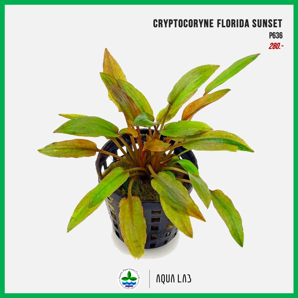 [APC] Cryptocoryne florida sunset (คริปฟลอริด้าซันเซ็ต) [ไม้น้ำ - Aquatic Plants] P636