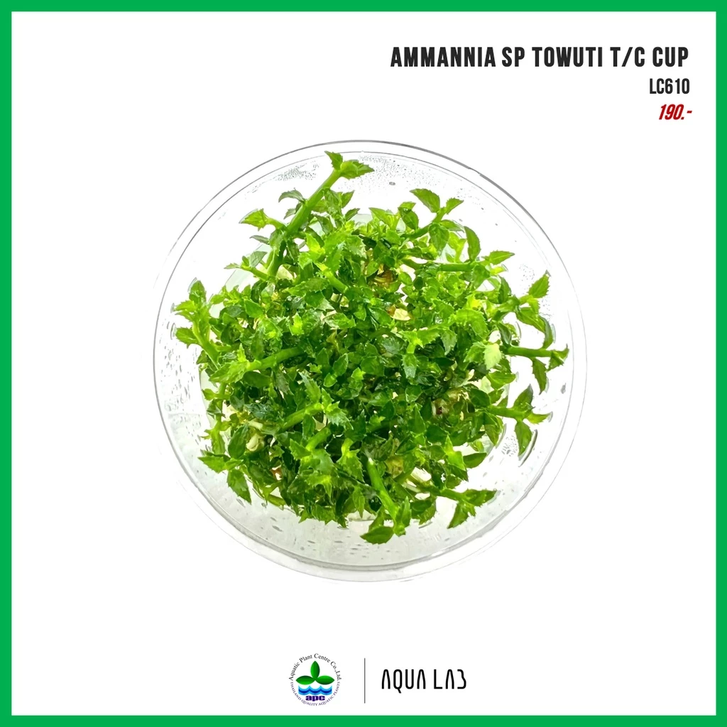 [APC] Ammannia sp towuti (อัมมาเนีย โตวูตี้) [ไม้น้ำ - Aquatic Plant] LC610