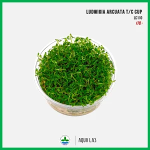 [APC] Ludwigia arcuata (ลัดวิเจียใบแหลม) [ไม้น้ำ - Aquatic Plants] LC110