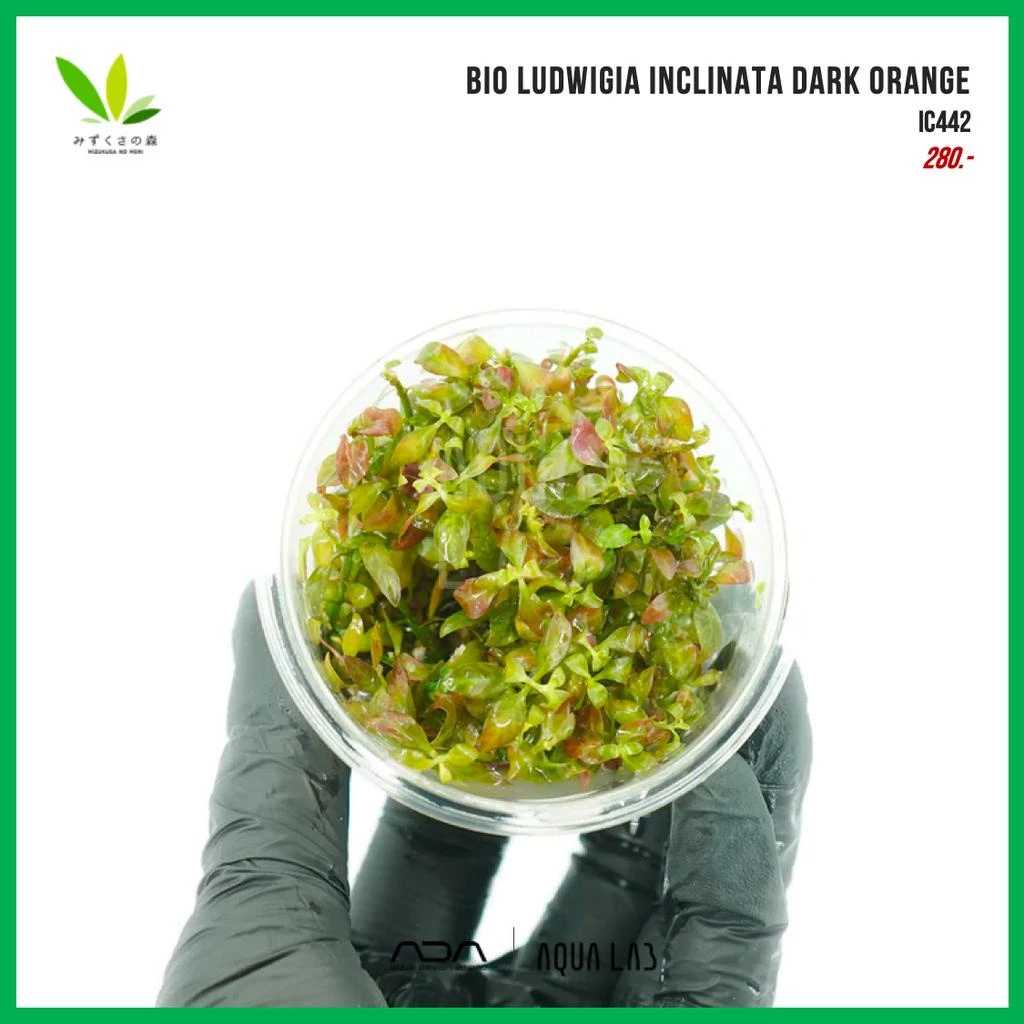 BIO Mizukusa no Mori Ludwigia Inclinata Dark Orange [ไม้น้ำ - Aquatic Plant]