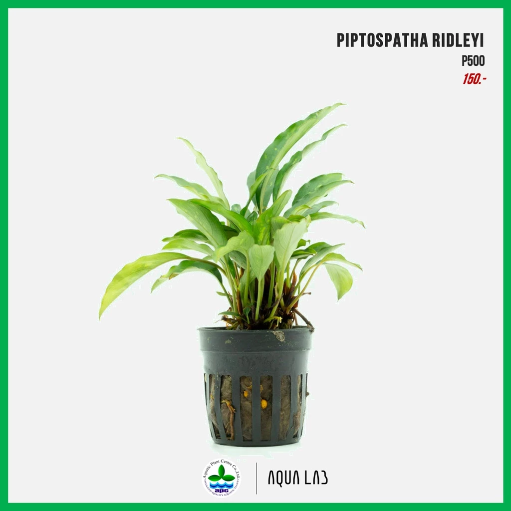 [APC] Piptospatha ridleyi [ไม้น้ำ - Aquatic Plants] P500