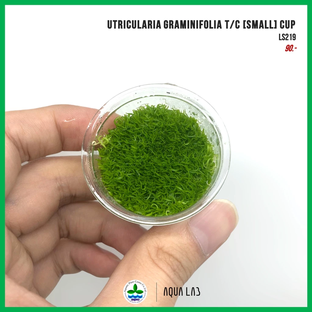 [APC] Utricularia graminifolia T/C [Small] CUP (หญ้ากระดาษ) [ไม้น้ำ - Aquatic Plant] LS219