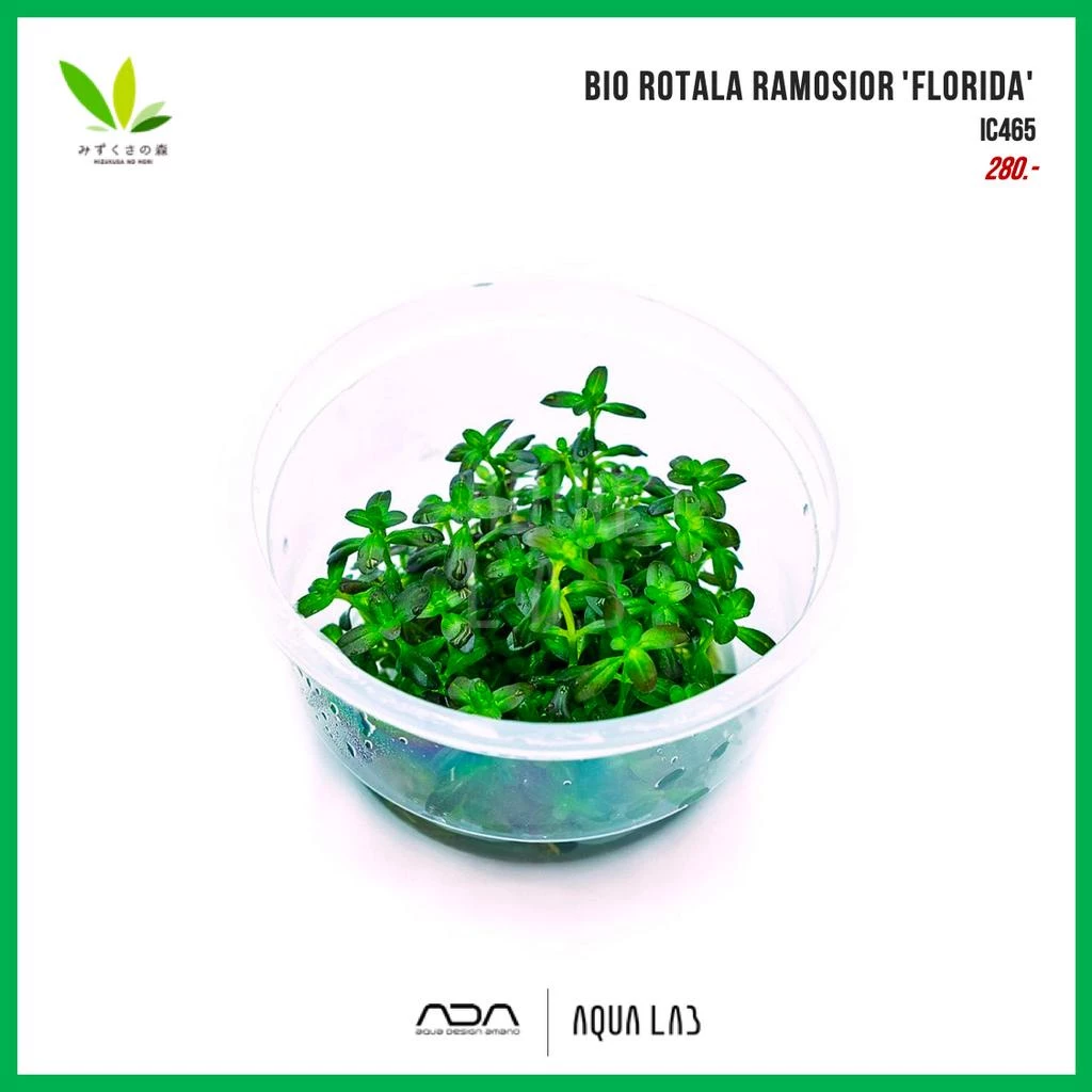 BIO Mizukusa no Mori Rotala ramosior 'Florida' [ไม้น้ำ - Aquatic Plant]