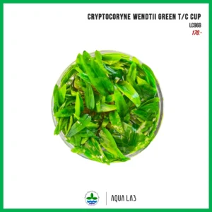 [APC] Cryptocoryne wendtii green (คริปเขียว) [ไม้น้ำ - Aquatic Plant] LC969
