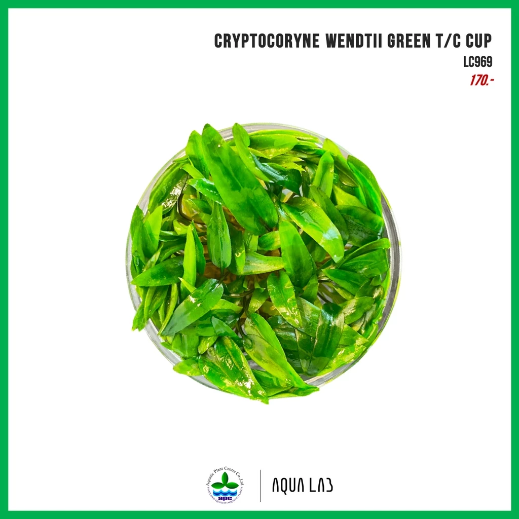 [APC] Cryptocoryne wendtii green (คริปเขียว) [ไม้น้ำ - Aquatic Plant] LC969