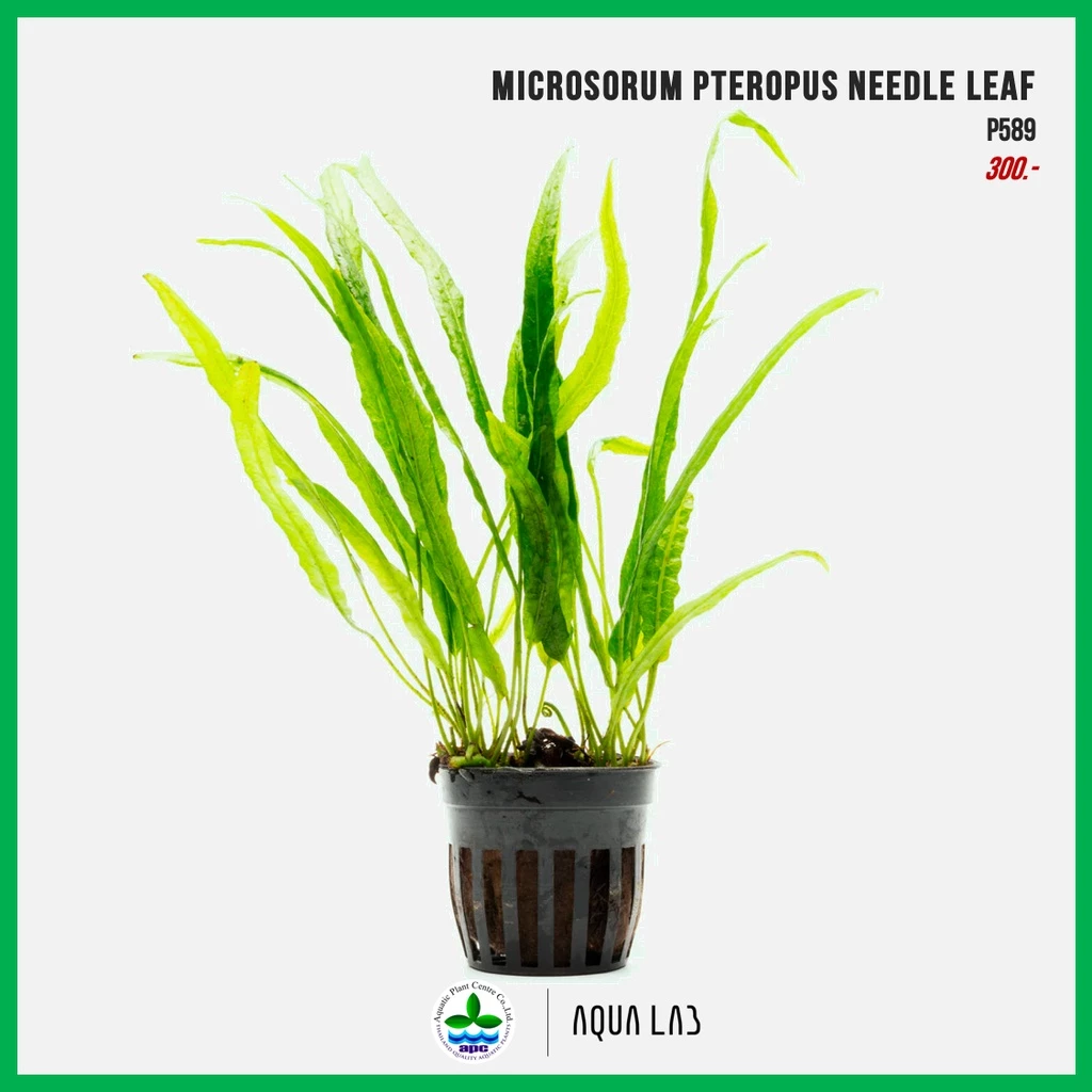 [APC] Microsorum needle leaf (เฟิร์นรากดำใบเข็มไต้หวัน) [ไม้น้ำ - Aquatic Plants] P589